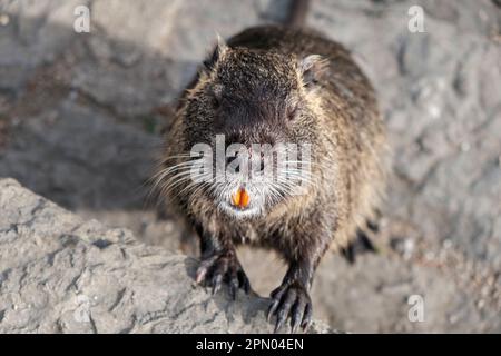 Nutria, un primo piano del muso della nutria che guarda una telecamera con denti arancioni in piedi su una roccia. Animali selvatici, animali nell'ambiente naturale. Foto Stock