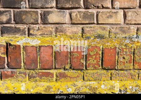 Muro di casa, muro di mattoni, muro di mattoni, maggiorato di lichene Foto Stock