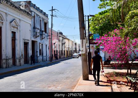 Una strada colorata con una bougainvillea e pedoni a Merida, Yucatan, Messico. Foto Stock