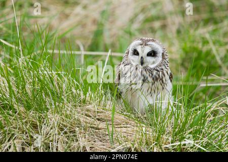 Gufo corto, gufi corti (Asio flammeus), gufi, animali, uccelli, gufo corto adulto, In piedi in erba lunga, Islanda Foto Stock