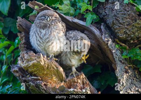 Little Owl (Athene noctua) due giovani, una testa graffiante, appollaiati all'ingresso di nesthole la mattina presto, Oxfordshire, Inghilterra, Regno Unito Foto Stock