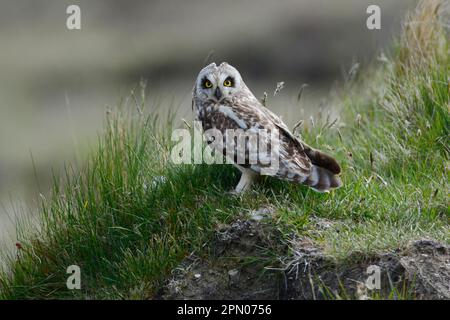 Gufo dalle orecchie corte (Asio flammeus), adulto, con ciuffi leggermente rialzati, in piedi su una collina, Nord Uist, Ebridi esterne, Scozia, Unito Foto Stock