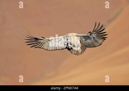 Capo griffon (Gyps coprotheres) adulto, in volo, atterraggio sulla scogliera di montagna, Giant's Castle N. P. Drakensberg, Natal, Sudafrica Foto Stock