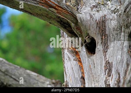 Comune Swift (Apus apus) adulto, nidificante in grande picchio punteggiato (Dendrocopos maggiore) nesthole in tronco d'albero, nella pineta caledoniana, Abernethy Foto Stock