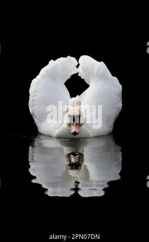 Cigno muto, cigni muti (Cygnus olor), Uccelli d'oca, cigni, animali, Uccelli, Muto Swan adulto, che mostra in posizione di minaccia sul lago, Wolsey Centre Foto Stock