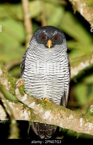 Gufo bianco e nero (Strix nigrolineata) adulto, ruggito sul ramo nella foresta pluviale montana di notte, Sachatamia, Ande, Ecuador Foto Stock