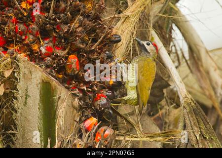 Picchio d'oliva d'oro (Colaptes rubiginosus buenavistae) femmina adulta, che si nutre di palme fruttate, nella foresta pluviale montana, Ande, Ecuador Foto Stock