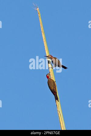 Picchio spagnolo ispaniolano (Melanerpes striatus), coppia adulta, maschio di chiamata, aggrappato alla sommità di una palma, Los Haitises N. P. Dominican Foto Stock