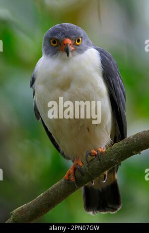 Falco semiplubeo (Leucopternis semiplubeo) adulto, arroccato sul ramo, la Selva Biological Station, Costa Rica Foto Stock