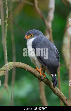 Falco semiplubeo (Leucopternis semiplubeo) adulto, arroccato sul ramo, la Selva Biological Station, Costa Rica Foto Stock