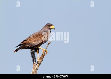 Falco nero cubano (Buteogallus gundlachii) adulto, arroccato sul ramo, penisola di Zapata, provincia di Matanzas, Cuba Foto Stock