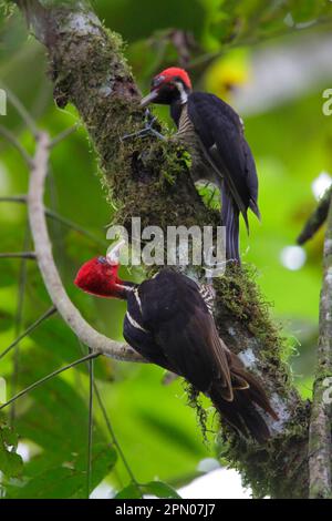 Picchio pallido-Billed (Campephilus guatialensis) adulto maschio e giovanile, foraggio su ramo, la Selva Biological Station, Costa Rica Foto Stock