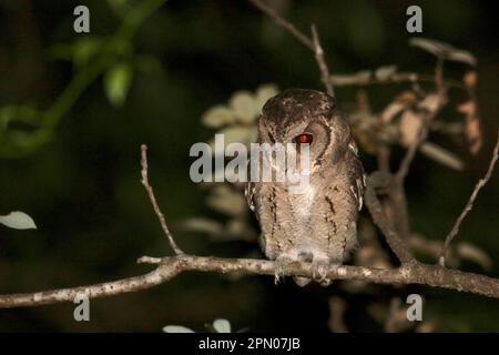 Scops-OWL (Otus lettia) adulto, arroccato sul ramo di notte, Hong Kong, Cina Foto Stock