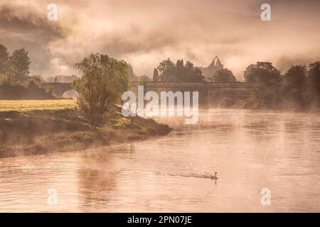 Cigno muto, cigni muti (Cygnus olor), Uccelli d'oca, cigni, animali, Uccelli, Vista sul fiume con la piscina Mute Swan, il ponte e le rovine dell'abbazia cistercense Foto Stock