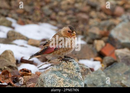 Finch ad ali di Crimson (Rhodopechys sanguinea aliena) sottospecie nordafricana, maschio adulto, in piedi sulla roccia, Marocco Foto Stock