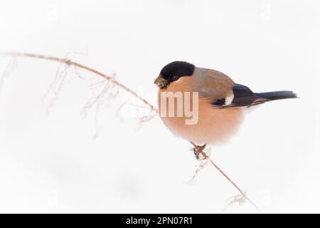 Bulfinco eurasiatico bianco (Pyrrhula pirrhula), femmina adulta, che mangia su semi di ortica, seduto su un gambo nella neve, Norfolk, Inghilterra, Regno Unito Foto Stock