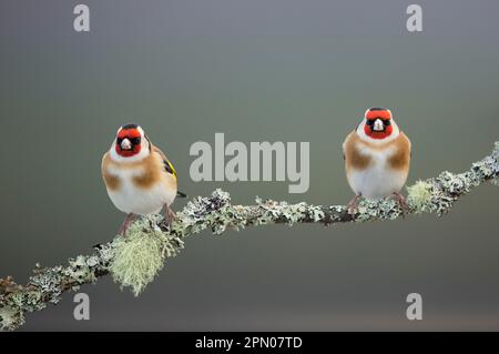 European Goldfinch (Carduelis carduelis) due adulti, arroccato su ramoscello coperto di lichene, Scozia, Regno Unito Foto Stock