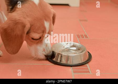 Il cane Beagle mangia avidamente dalla sua ciotola. Il concetto di cura della razza del cane. Cibo per cani di qualità. Foto Stock