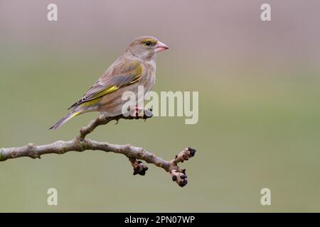 Greenfinch europeo (Carduelis chloris) femmina adulta, arroccata su Frash comune (Fraxinus excelsior) twig, Leicestershire, Inghilterra, Regno Unito Foto Stock