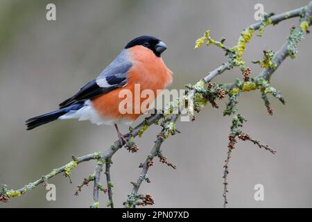 Bullfinch eurasiatico (Pyrhula pirrhula) maschio adulto, arroccato su lichene coperto biancospino comune (Crataegus monogyna) ramoscio in giardino, Leicestershire Foto Stock