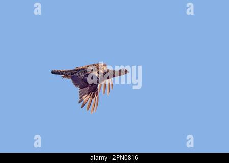 Grouse scozzese, Gole rosse (Lagopus lagopus scoticus), Ptarmigan, Ptarmigan, Pollo, Grouse, Animali, Uccelli, Gola Rossa femmina adulta, in volo Foto Stock