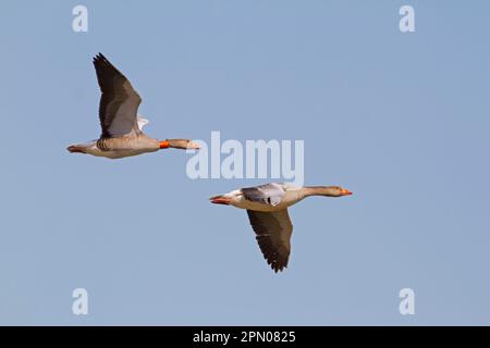 Greylag goose (Anser anser) Coppia adulta, in volo, una con colletto identificativo, Norfolk, Inghilterra, Regno Unito Foto Stock