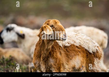 Pascolo con pecore nel villaggio. Mandria con pecora in una fattoria in campo. Lo sguardo delle pecore. Mandrie in zona rurale. Pecora durante il pascolo. Foraggio e Grassland Foto Stock