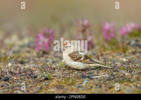 Arctic Redpoll (Carduelis hornemanni) maschio adulto, piumaggio di allevamento, in piedi sulla tundra, vicino Barrow, Alaska (U.) S. A Foto Stock