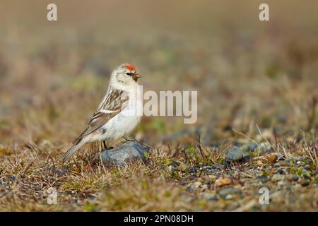 Arctic Redpoll (Carduelis hornemanni) maschio adulto, piumaggio di allevamento, in piedi sulla tundra, vicino Barrow, Alaska (U.) S. A Foto Stock