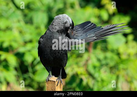 Jackdaw occidentale adulto (Corvus monidula), preening ali piume, arroccato su palo recinto, Bempton Cliffs RSPB Reserve, Bempton, East Yorkshire Foto Stock