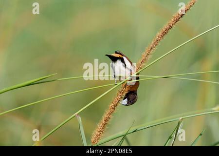 Castagno-Breasted Munia (Lonchura castaneotorax) adulto, nutrirsi di semi d'erba, Atherton Tableland, Great Dividing Range, Queensland, Australia Foto Stock