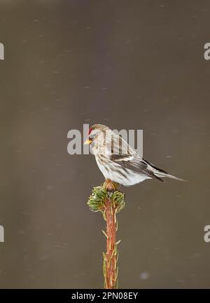 Arctic Redpoll (Carduelis hornemanni) femmina adulta, primo piumaggio invernale, seduta su un albero di conifere in lieve nevicata, Finlandia Foto Stock