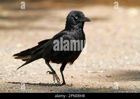 Corvo piccolo (Corvus mellori), corvi comuni, corvidi, uccelli cantori, animali, Uccelli, piccolo Raven adulto, a piedi sul terreno, Uluru-Kata Tjuta N. P. Rosso Foto Stock