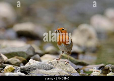Ladro europeo (Erithacus rubecula) adulto, con mayflies (Ephemera glaucops) nel suo becco, in piedi su una roccia al bordo di un torrente, il Galles Foto Stock