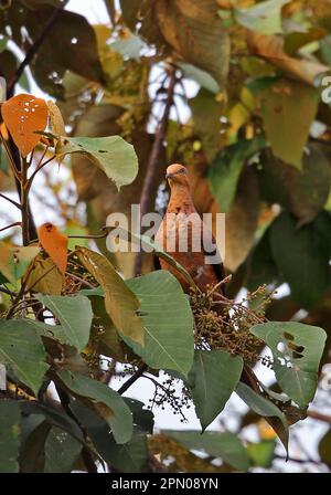 Colomba, colomba rossa, colomba a cucù, colomba rossa, colomba, Animali, Uccelli, piccola colomba a cucù (Macropygia ruficeps Foto Stock