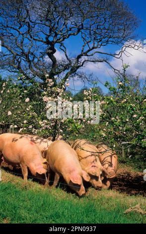 Maiale domestico, grandi scrofe bianche x Duroc, radicate in frutteto fiorito, Cornovaglia, Inghilterra, Regno Unito Foto Stock