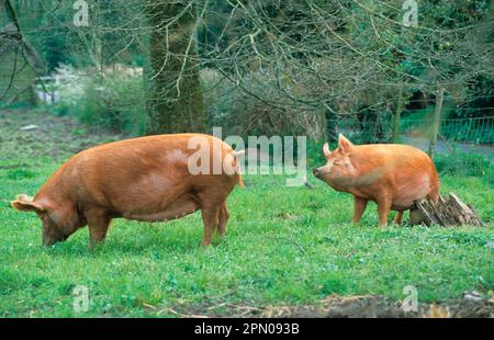 Maiale domestico, scrofe di Tamworth, una pancia graffiante sul ceppo, Little Langford, Wiltshire, Inghilterra, Gran Bretagna Foto Stock