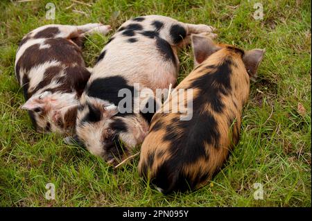 Maiale domestico, Kune Kune, tre suinetti, dormire su erba, Warwickshire, Inghilterra, Gran Bretagna Foto Stock