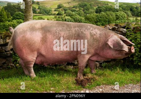 Maiale domestico, scrofa di Lop britannico, in piedi accanto al muro di pietra a secco, Cumbria, Inghilterra, Regno Unito Foto Stock