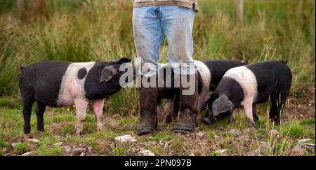 Il maiale domestico, il maialino britannico di Saddleback, si è riunito intorno alle gambe di un agricoltore, Cumbria, Inghilterra, Regno Unito Foto Stock