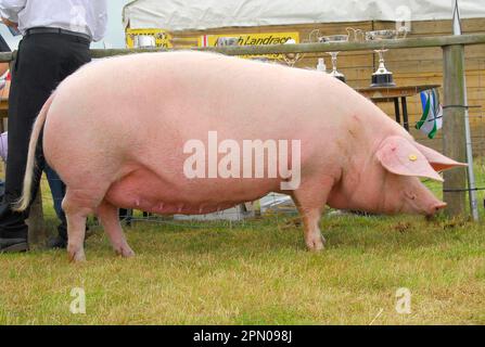 Nazionale Pig, British Lop scrow, 'Penllwyn Lulu 8, campione della riserva dei campioni, Anglesey Show, Galles, Regno Unito Foto Stock