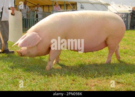 Nazionale Pig, British Lop scrow, 'Penllwyn Lulu 15', campione di razza Riserva, Cheshire Show, Inghilterra, Regno Unito Foto Stock