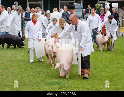 Nazionale Pig, proprietari con maiali in mostra anello a giudicare, Three Counties Show, Inghilterra, Regno Unito Foto Stock