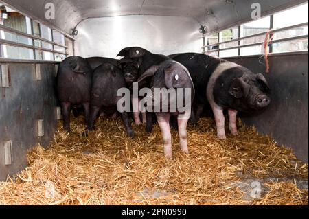 Maiale domestico, maialino britannico Saddleback, caricato sul rimorchio per spostarsi nella nuova fattoria, Cumbria, Inghilterra, Regno Unito Foto Stock