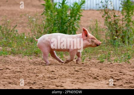 Domestico Pig, bianco grande x Landrace x Duroc, freerange Piglet, corsa, su unità esterna, Inghilterra, Regno Unito Foto Stock