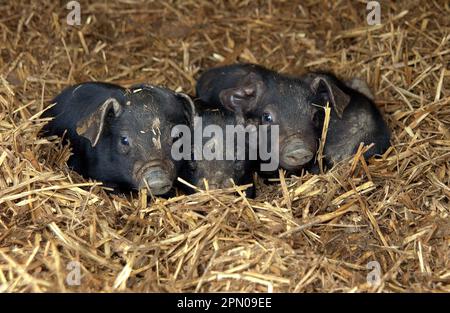 Maiale domestico, nero grande, maialini di cinque giorni, riposante su biancheria da letto di paglia, Inghilterra, Gran Bretagna Foto Stock