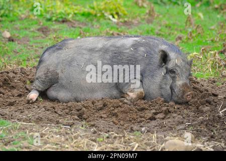 Maiale domestico, maiale vietnamita panciato, scrofa, che riposa sul fango nel paddock, Inghilterra, Regno Unito Foto Stock