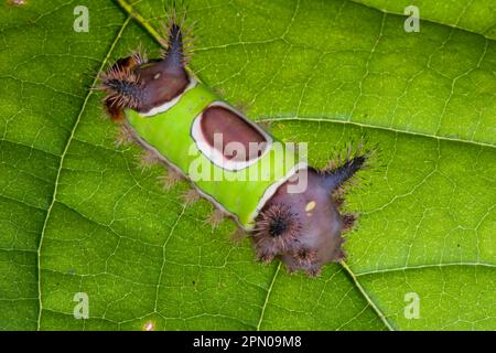 Saddleback Moth (Sibine stimulea) bruco, su foglia (U.) S. A Foto Stock