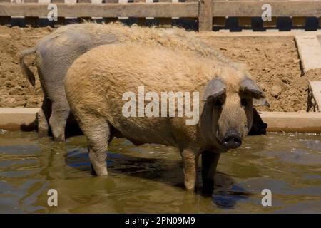 Maiale biondo Mangalica Woolly Foto Stock