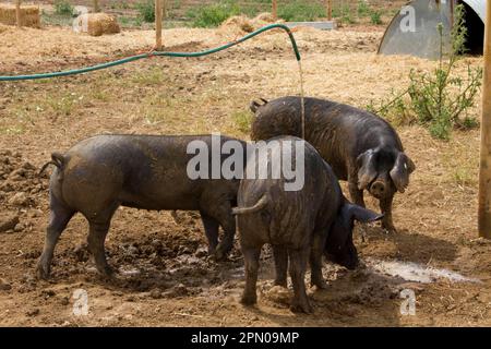 Maiali neri grandi che bevono dal tubo flessibile Foto Stock